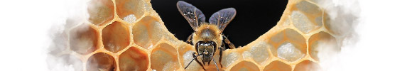 Видел Во Сне Пчела, К чему снится Пчела по Соннику